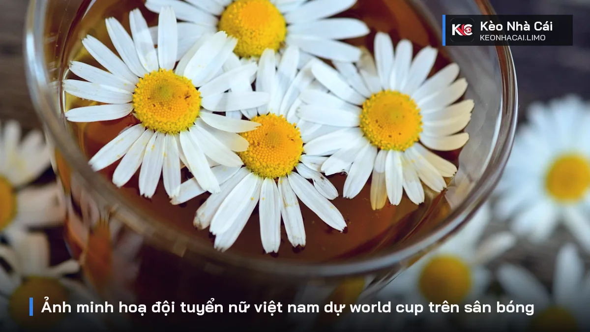 Ảnh minh hoạ đội tuyển nữ việt nam dự world cup trên sân bóng